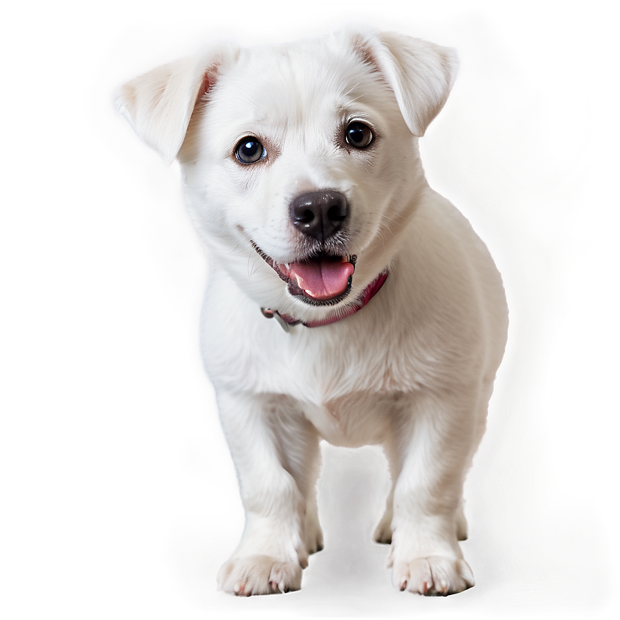 Curious White Dog Png 88 PNG image