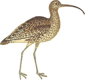 Curlew Bird Illustration PNG image