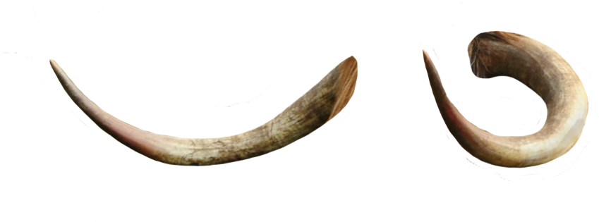 Curved Animal Horns PNG image