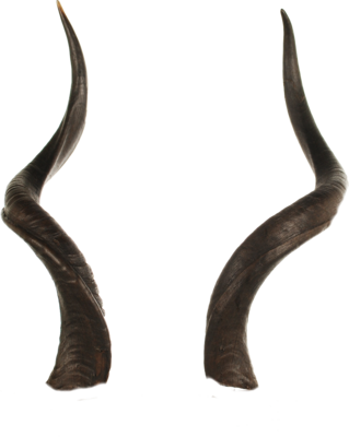 Curved Animal Horns.png PNG image