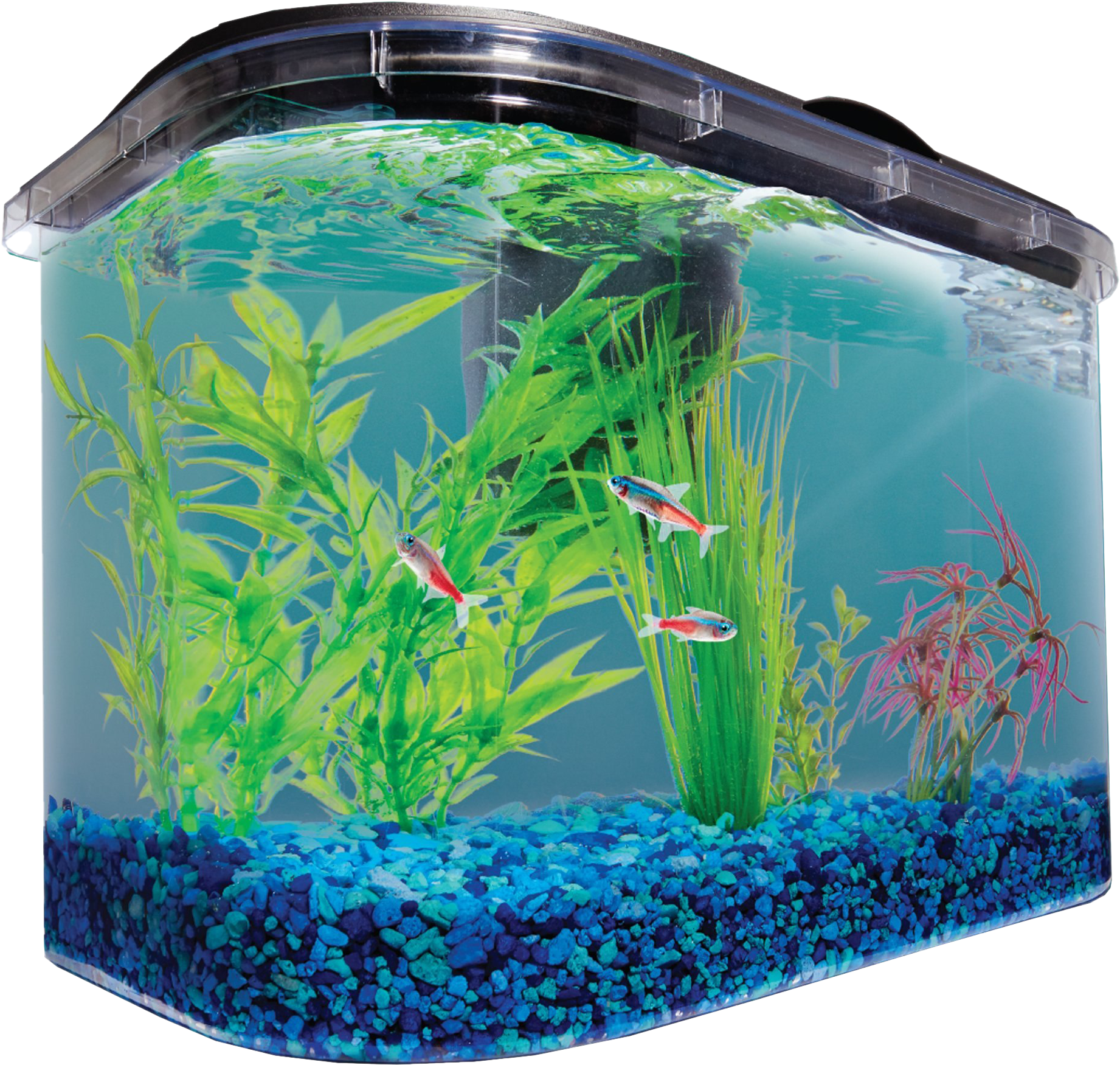 Curved Aquariumwith Fishand Plants.png PNG image