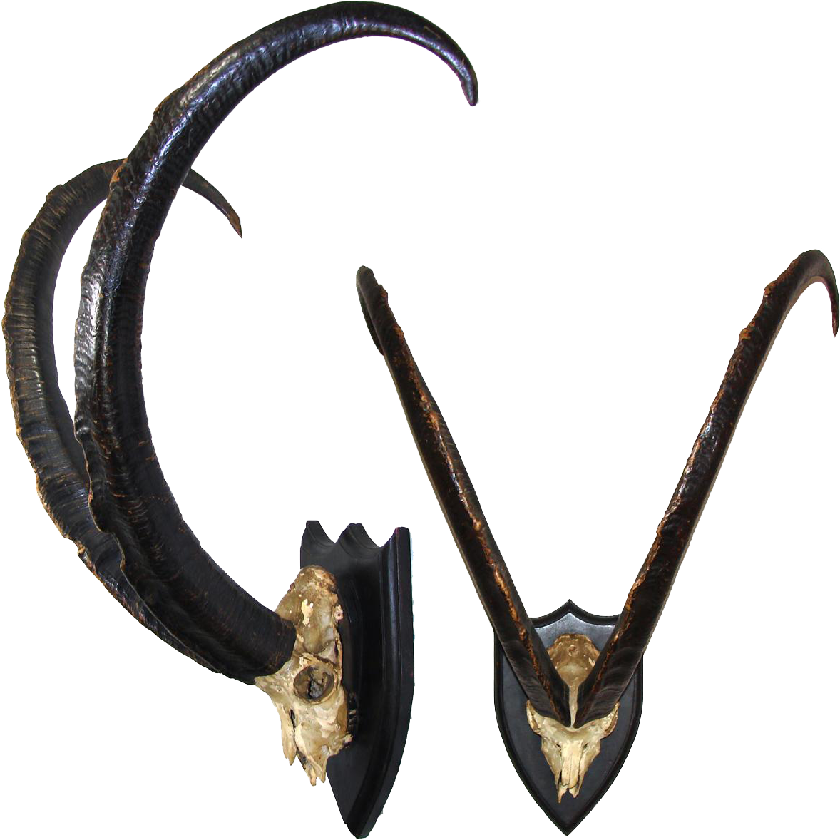 Curved Goat Horns Mounted PNG image