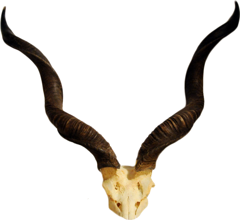 Curved Goat Horns Transparent Background PNG image