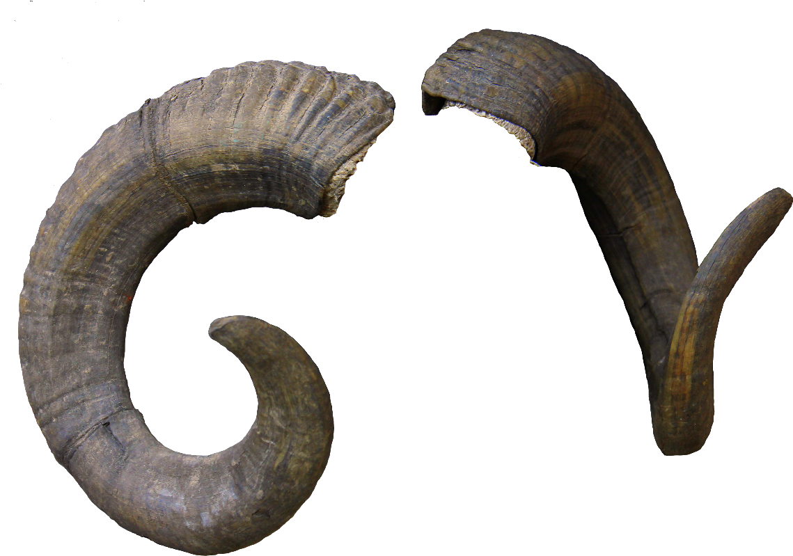 Curved Goat Horns Transparent Background PNG image