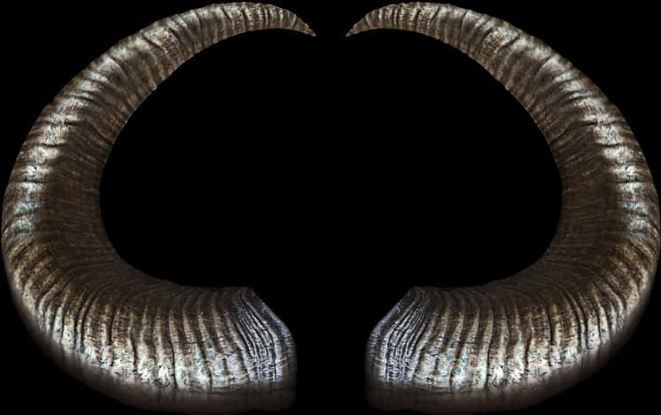 Curved Ram Horns Black Background PNG image