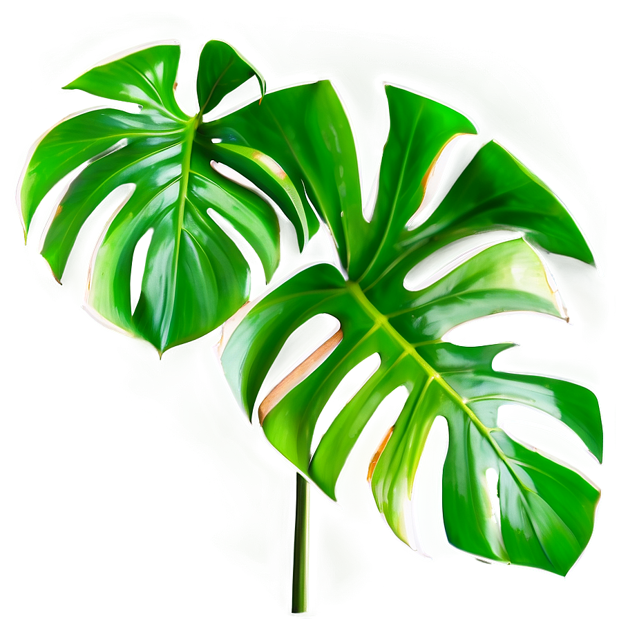 Cut Out Monstera Leaf Png Gna26 PNG image