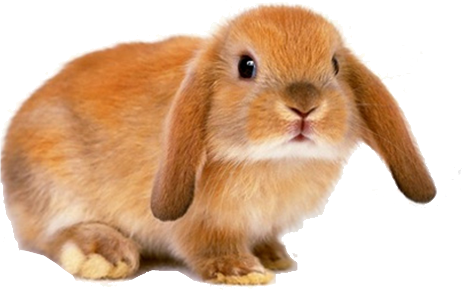 Cute Brown Rabbit Transparent Background PNG image