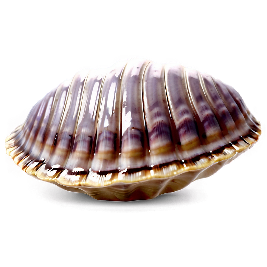 Cute Clam Shell Png Wix56 PNG image