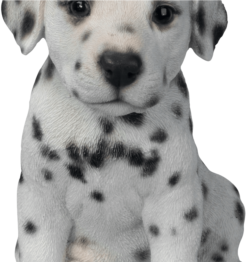 Cute Dalmatian Puppy Portrait PNG image