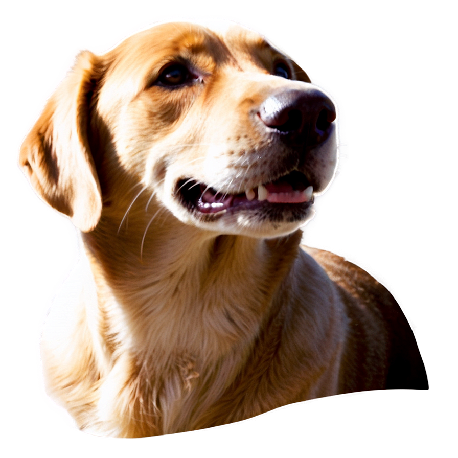 Cute Dog Face Png 05042024 PNG image
