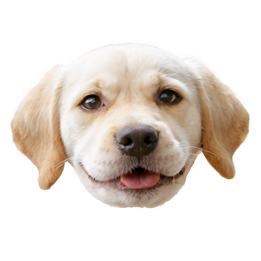 Cute Dog Face Png 05042024 PNG image