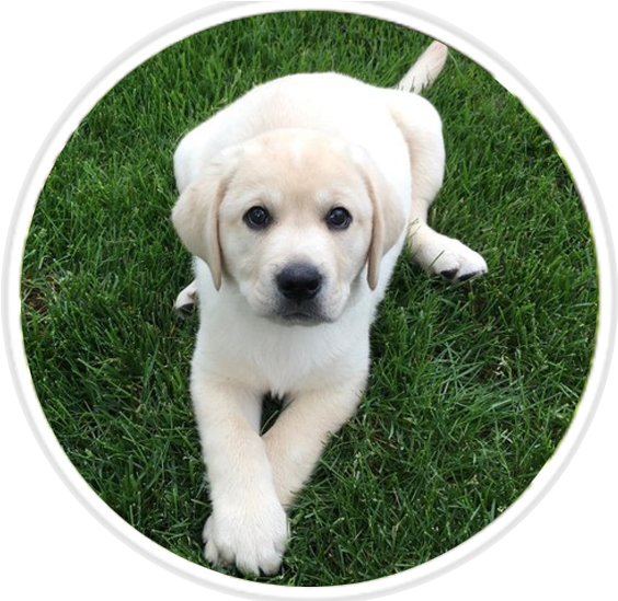 Cute Labrador Puppyon Grass PNG image