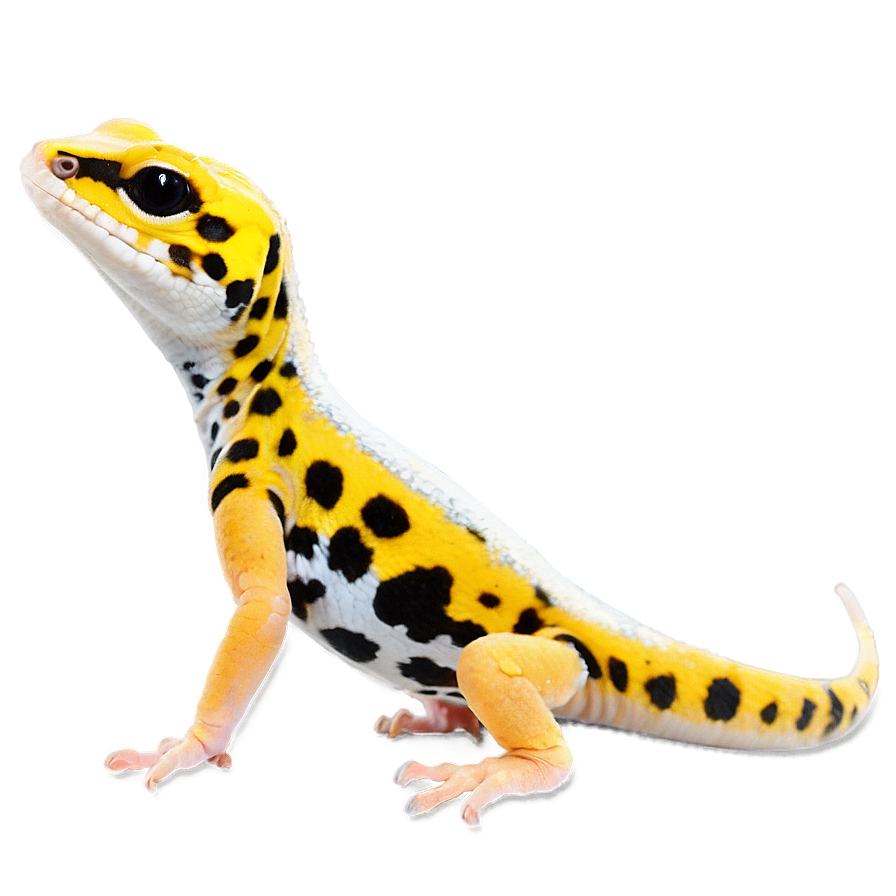 Cute Leopard Gecko Png 06202024 PNG image