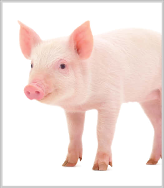 Cute Piglet Standing White Background PNG image