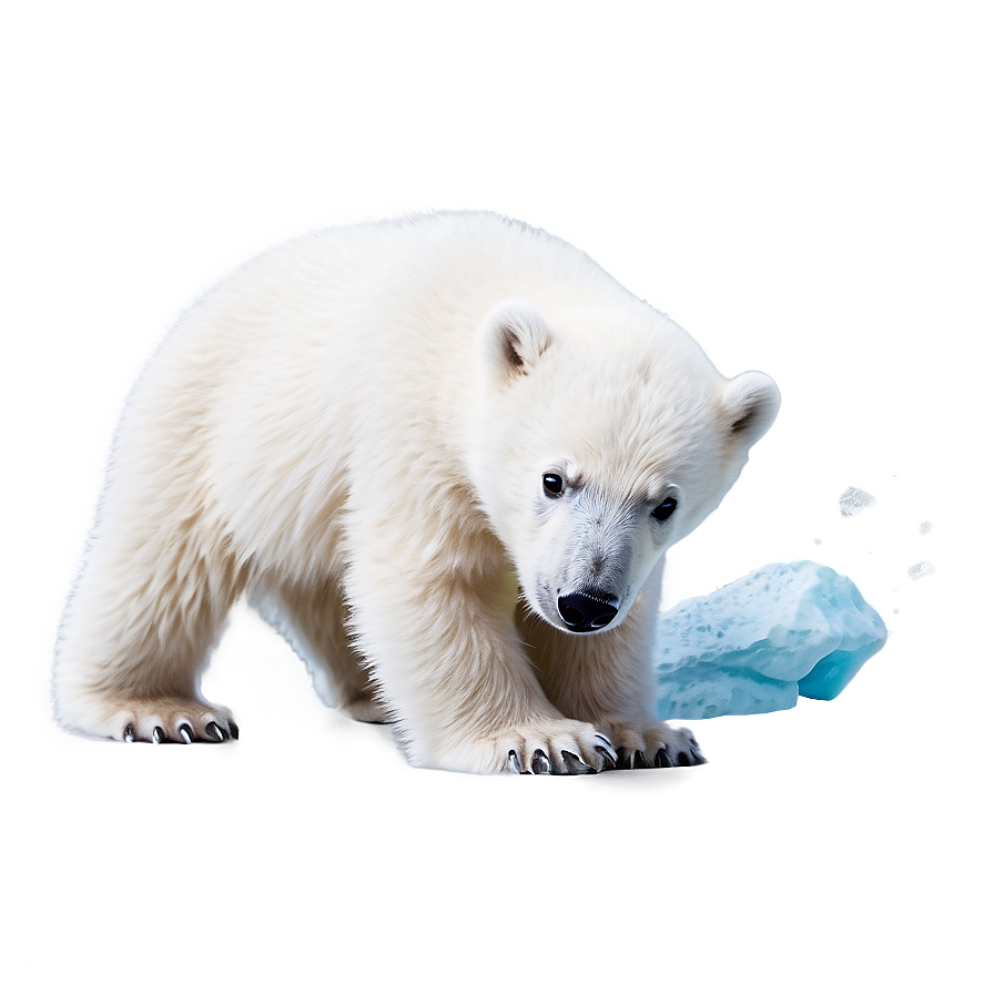 Cute Polar Bear Cub Png Tht44 PNG image