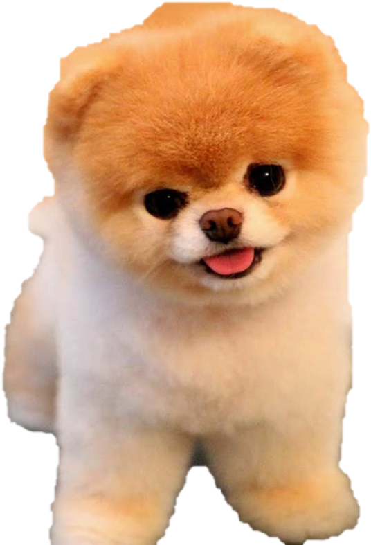 Cute Pomeranian Dog Boo PNG image