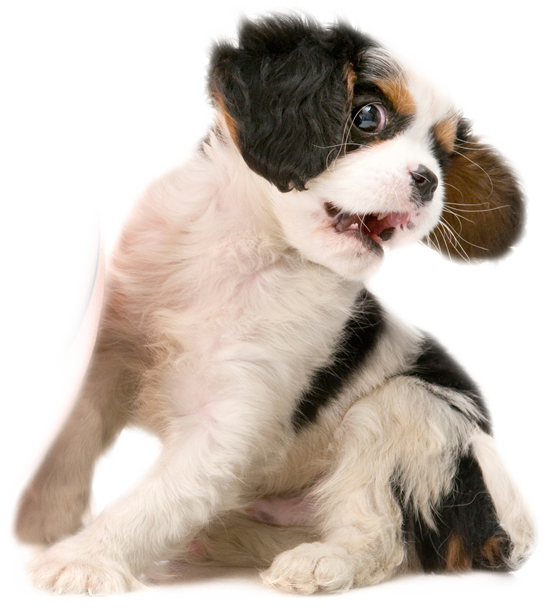 Cute Puppy Looking Back PNG image