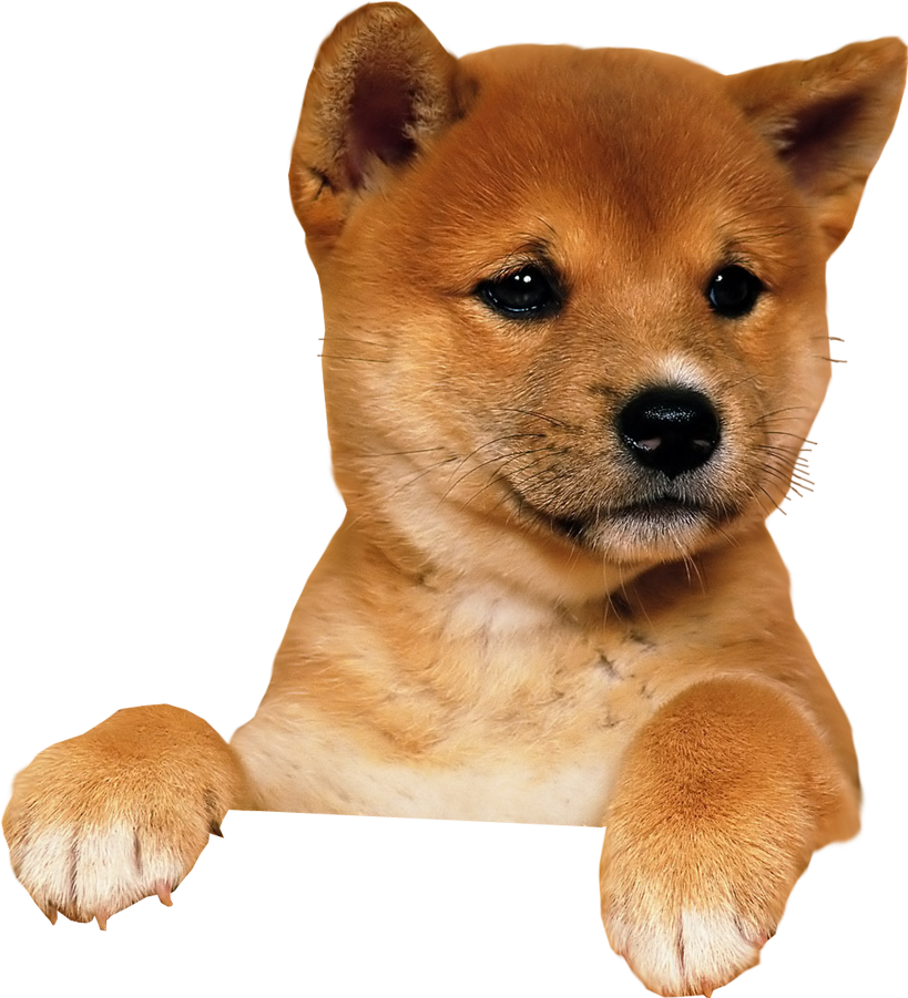 Cute Shiba Inu Puppy PNG image