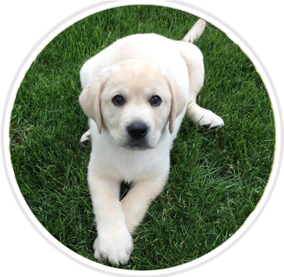 Cute Yellow Labrador Puppy Grass PNG image