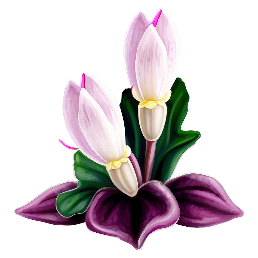 Cyclamen Flower Drawing Png 05252024 PNG image