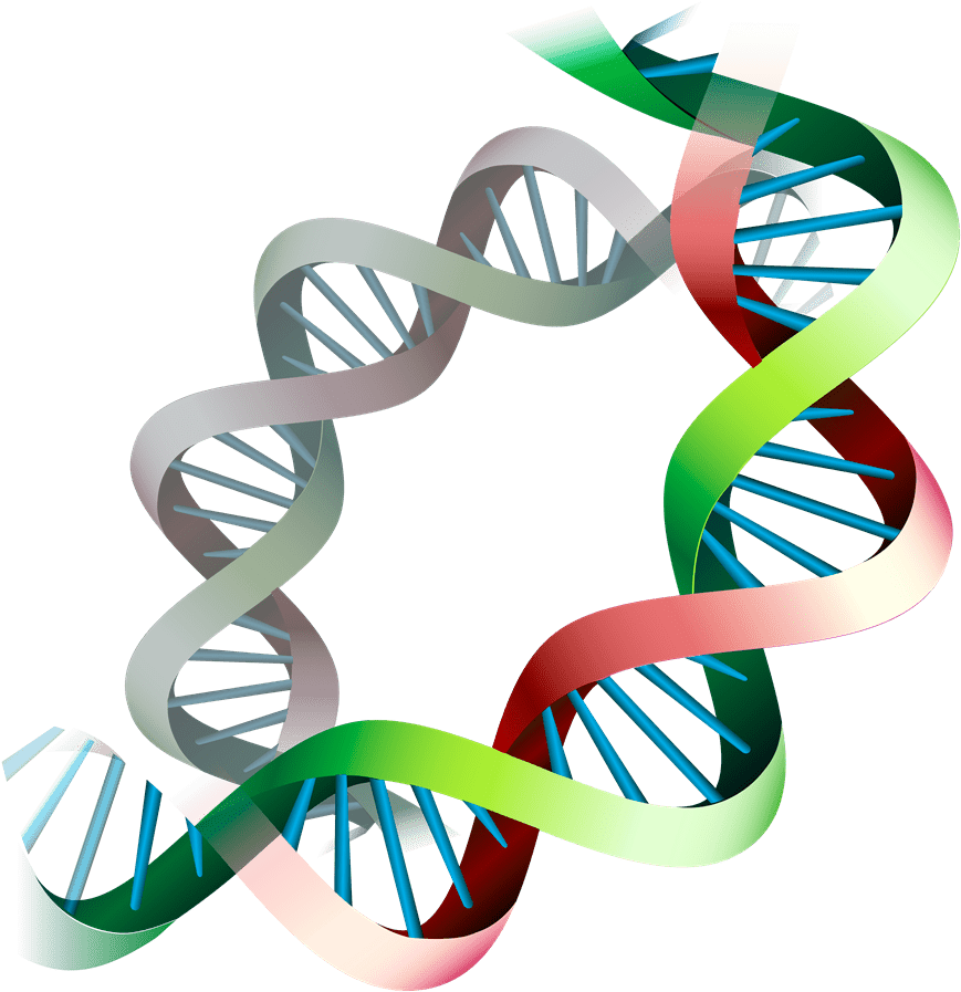 D N A Double Helix Structure PNG image