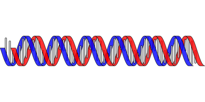 D N A Double Helix Structure PNG image