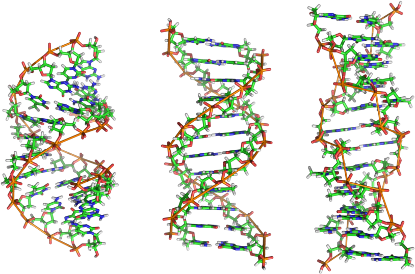 D N A Double Helix Structure PNG image