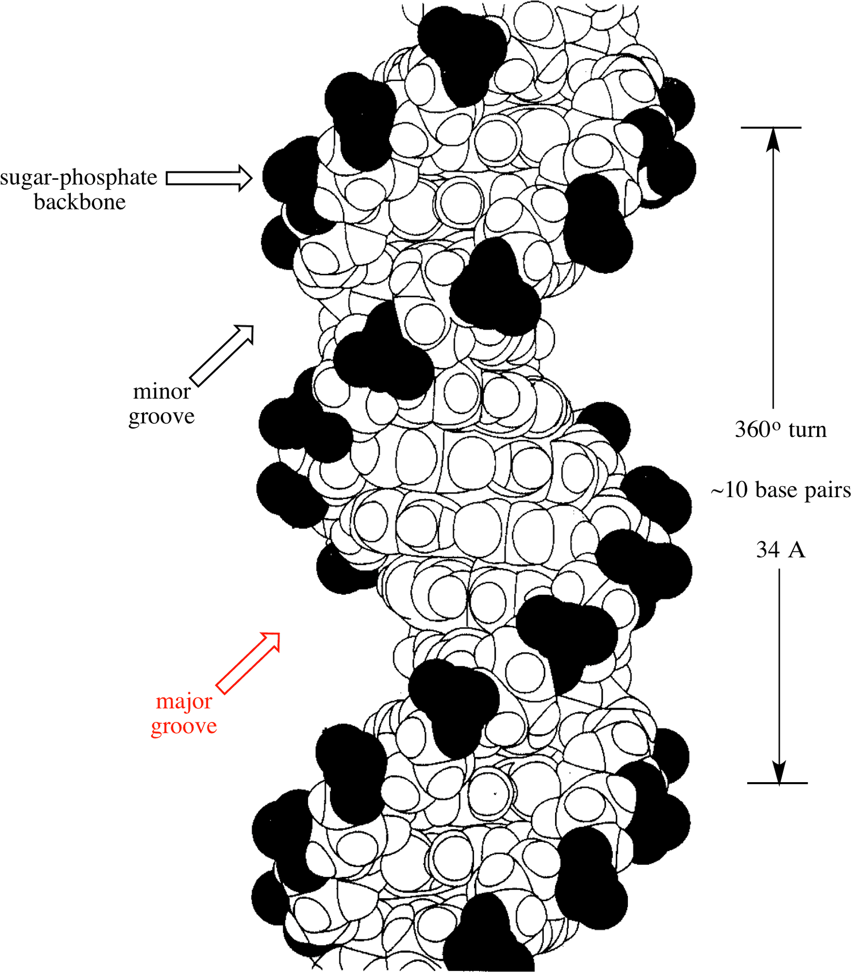 D N A Double Helix Structure PNG image