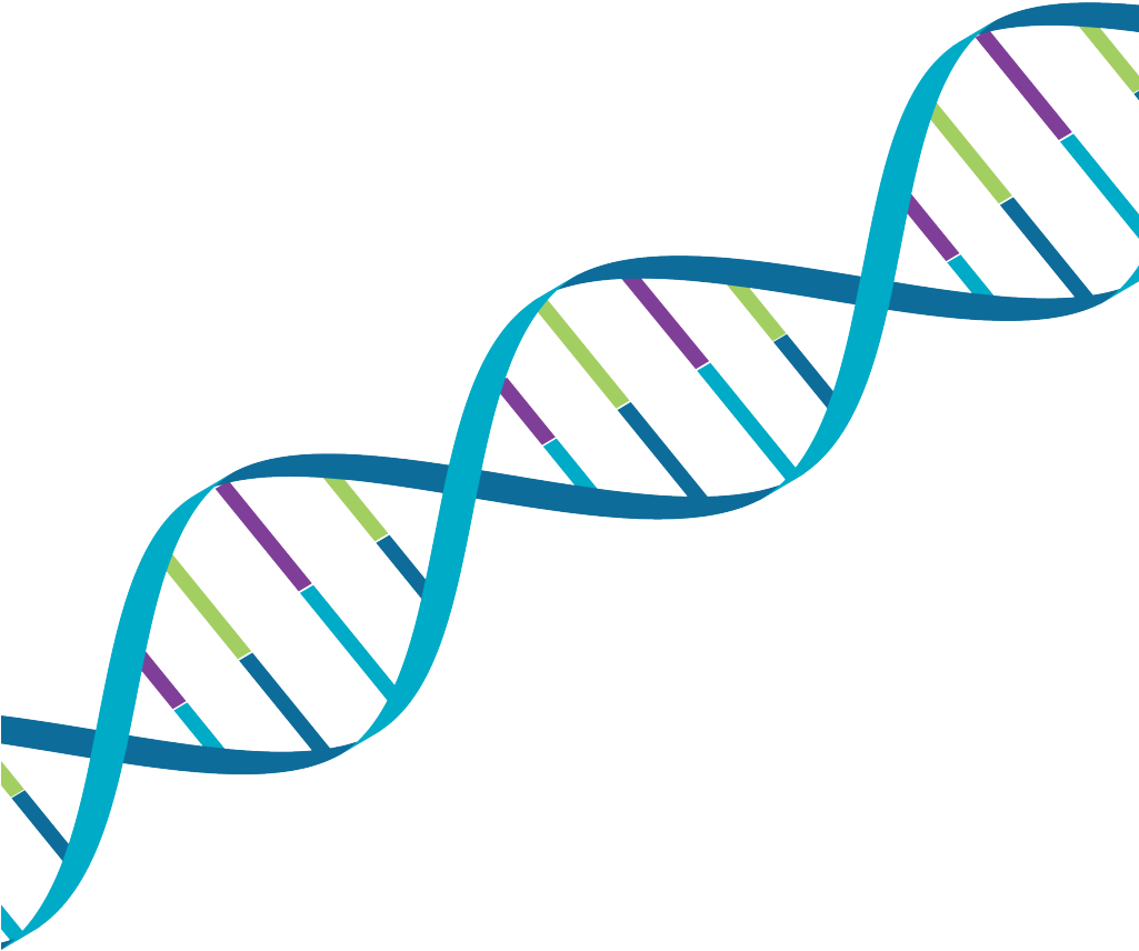 D N A Double Helix Structure PNG image