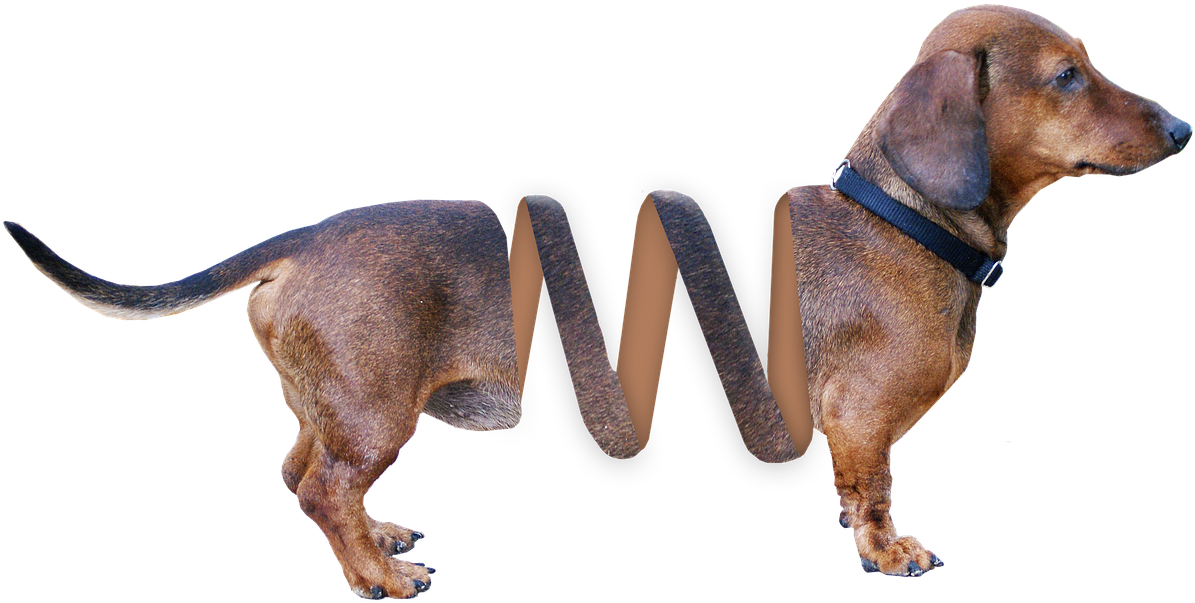 Dachshund Stretched Body Artwork PNG image