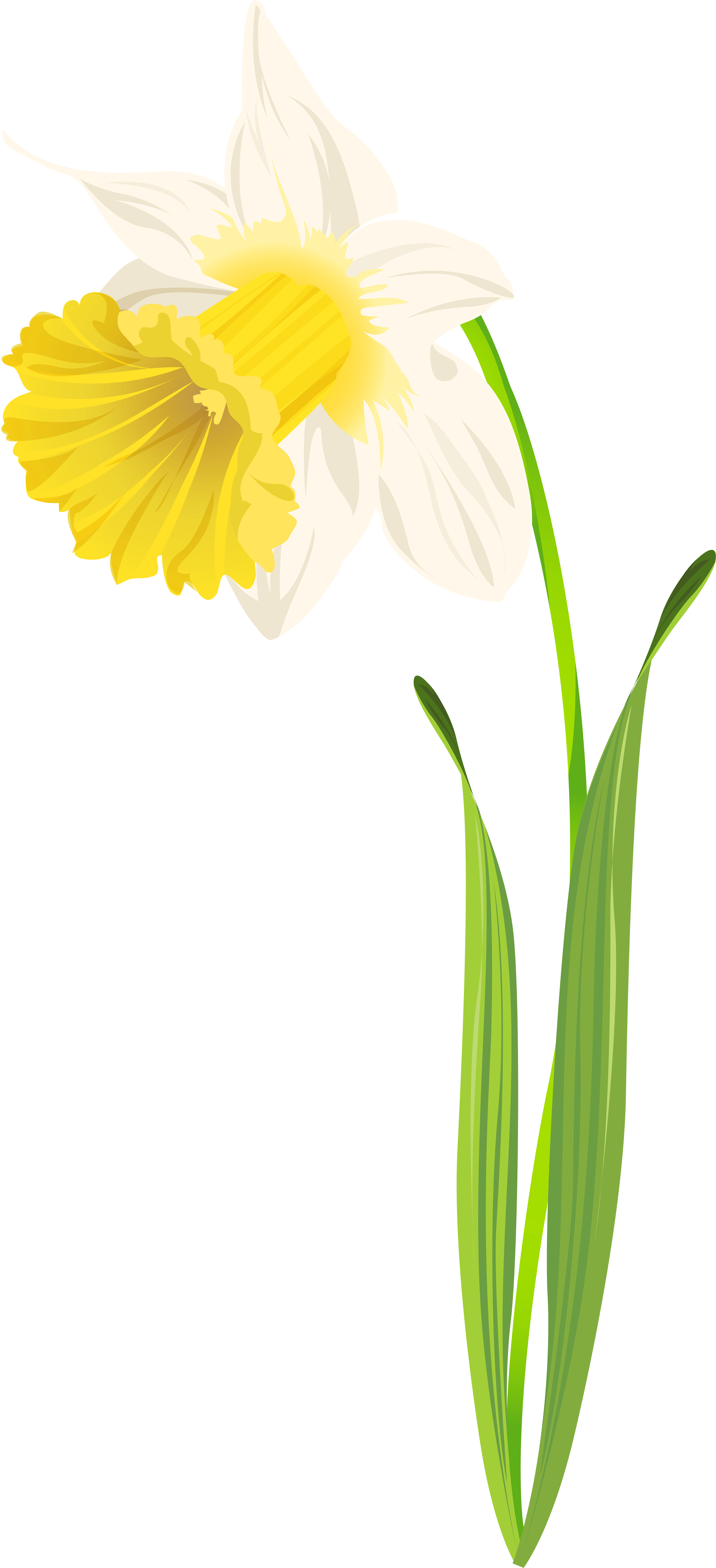 Daffodil Flower Illustration PNG image