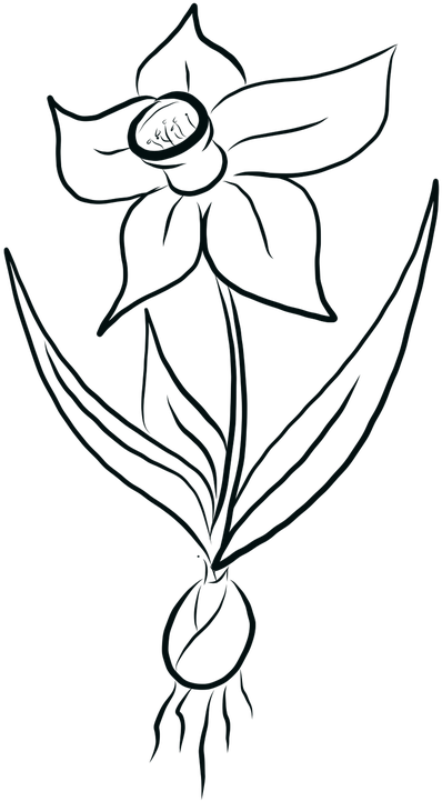 Daffodil Line Drawing PNG image