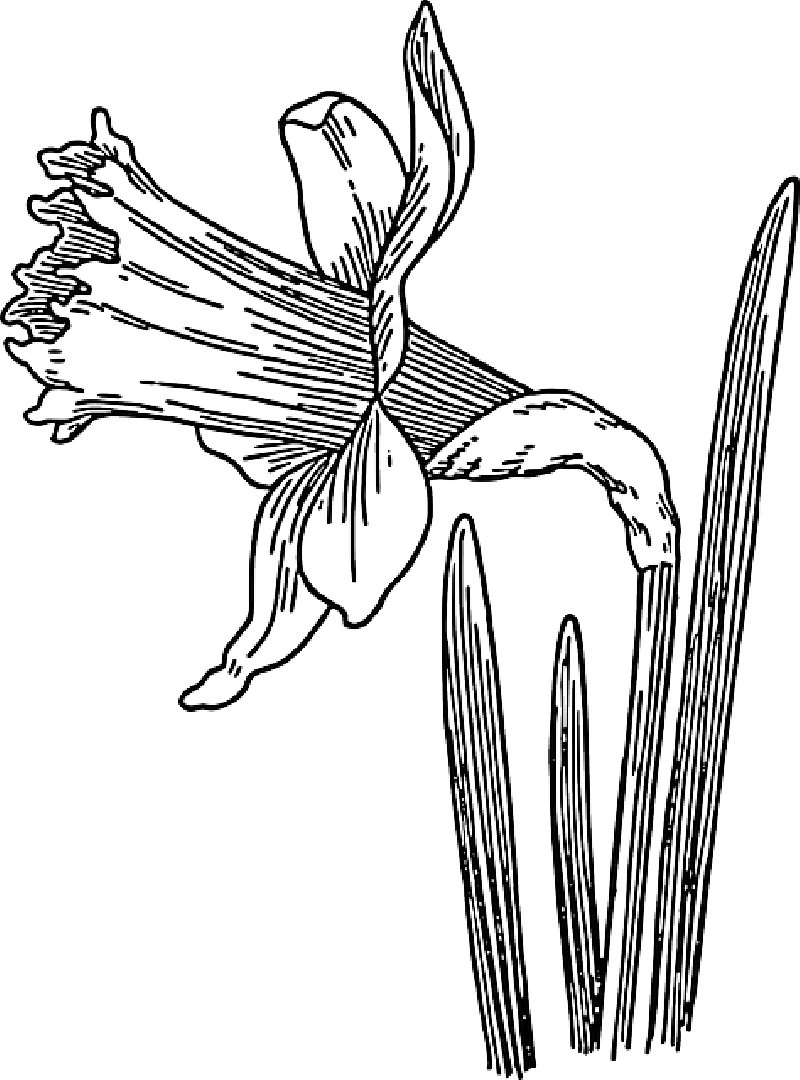 Daffodil_ Line_ Drawing PNG image