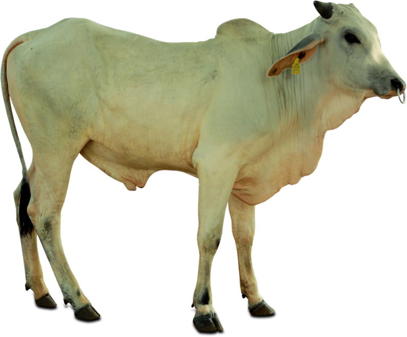 Dairy Cow Standing Profile PNG image