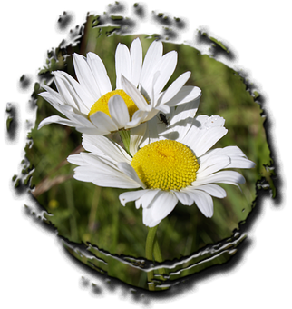 Daisies Through Torn Edge PNG image