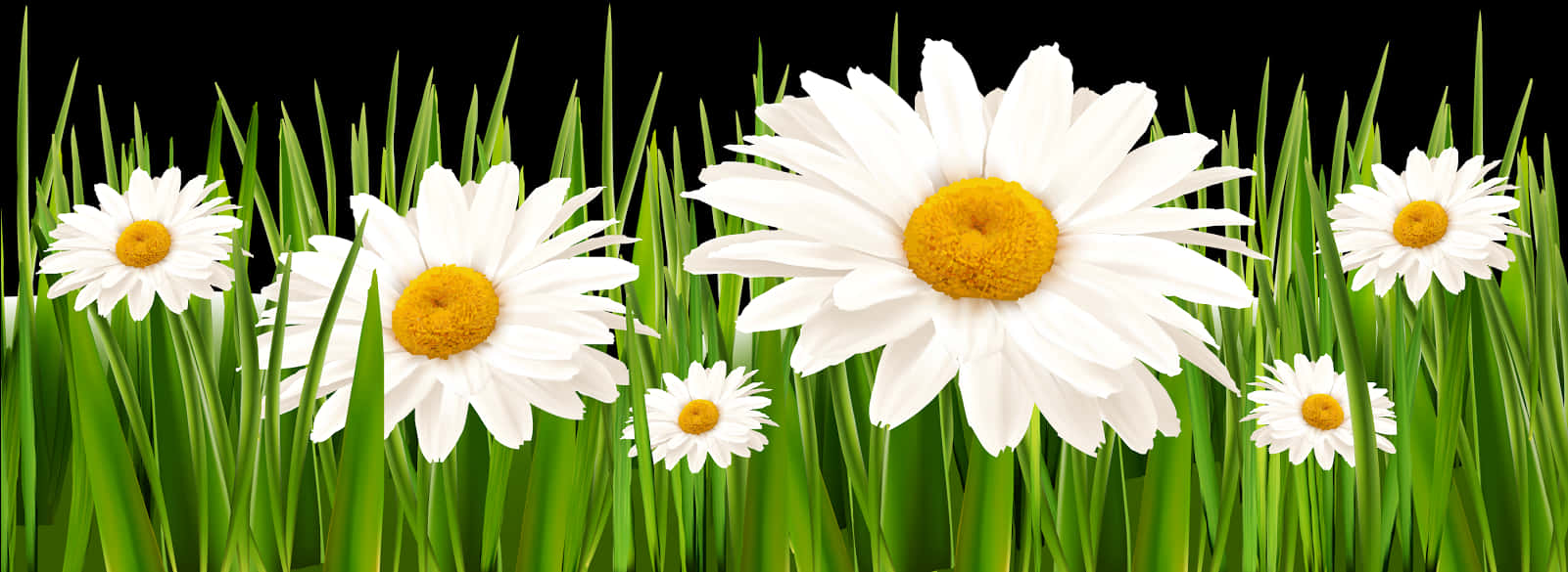 Daisiesand Green Grass Banner PNG image