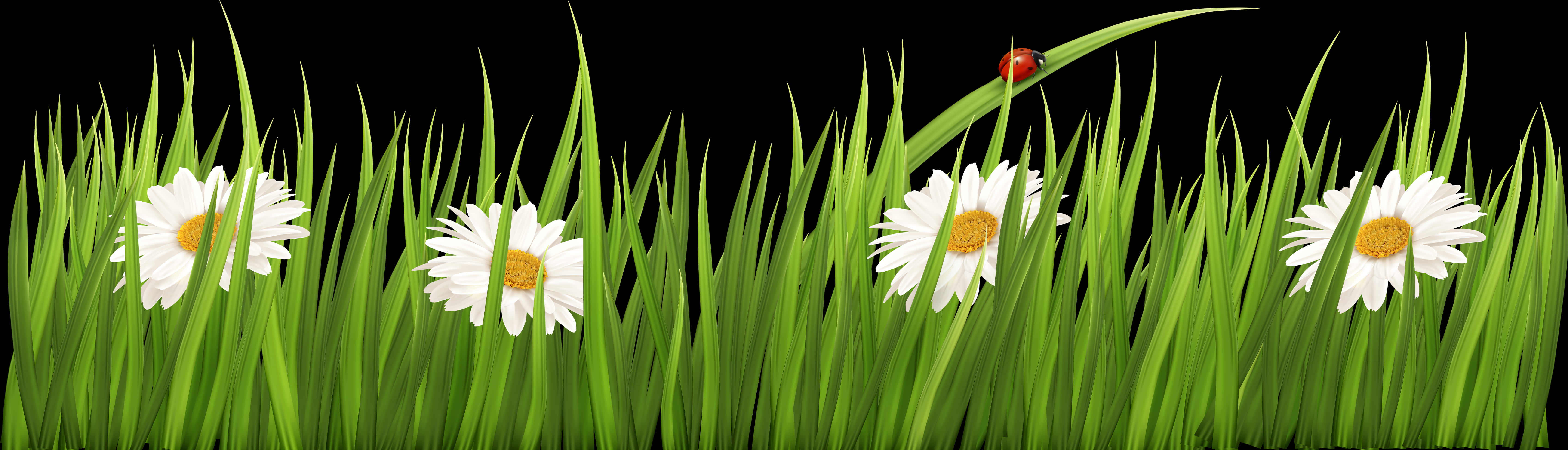 Daisiesand Ladybugin Grass PNG image