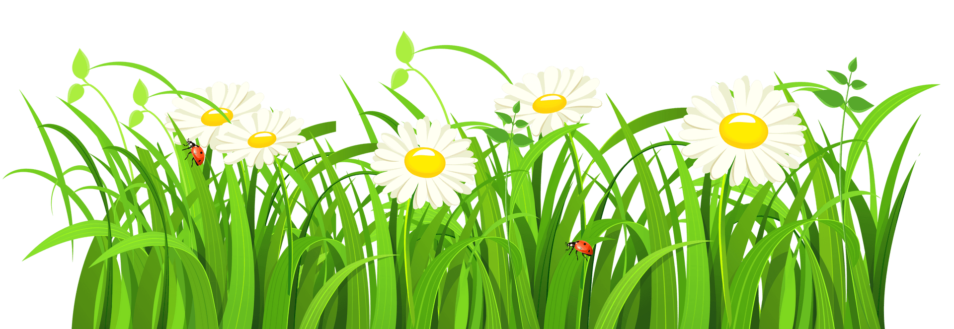 Daisiesand Ladybugsin Grass PNG image