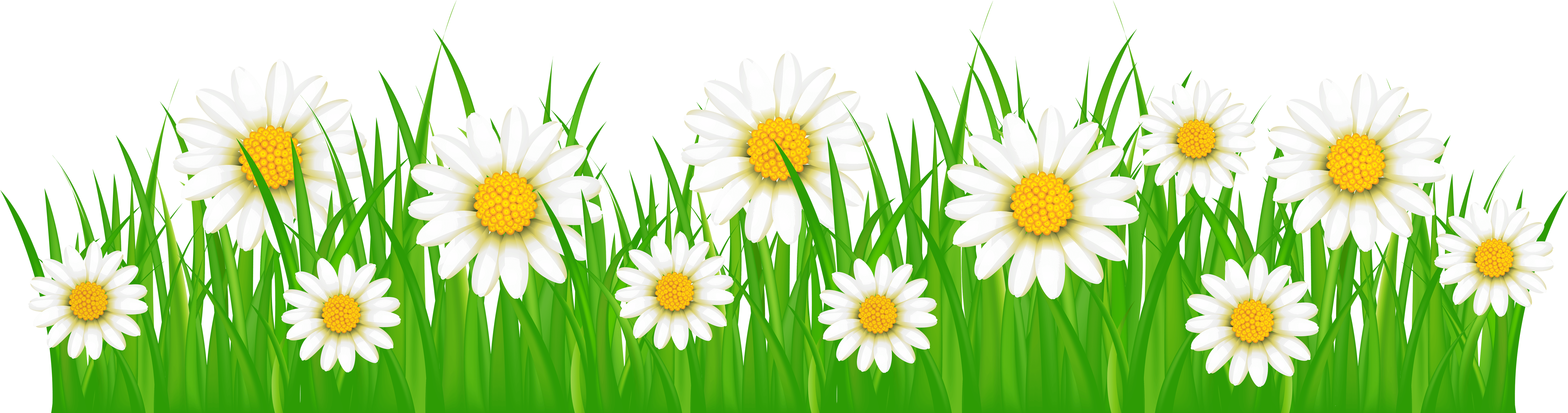 Daisiesin Grass Vector PNG image