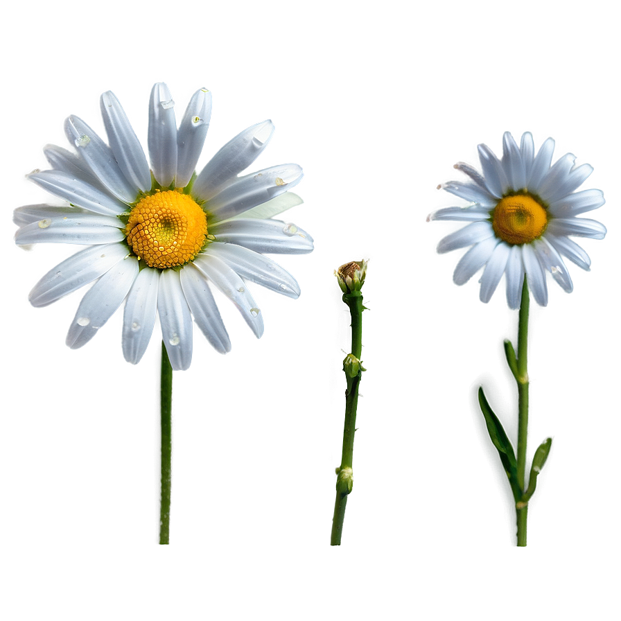 Daisy Bloom Png Gfh8 PNG image