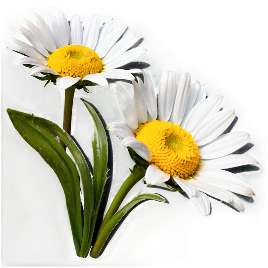 Daisy Bunch Png 05212024 PNG image