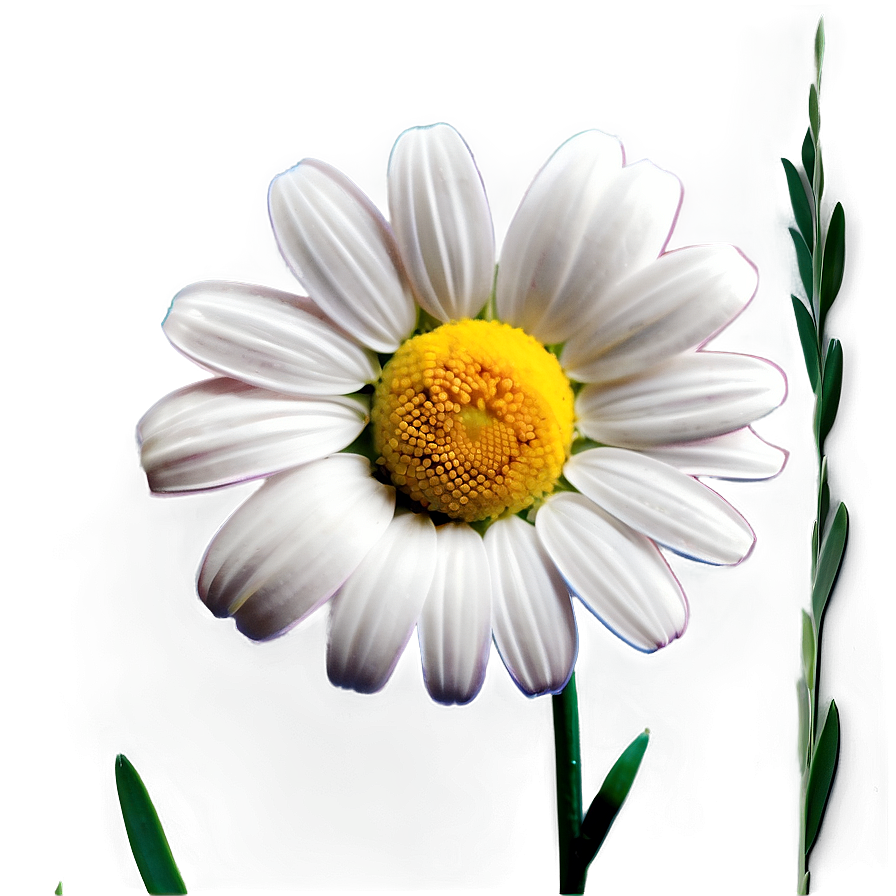 Daisy Decoration Png 05212024 PNG image