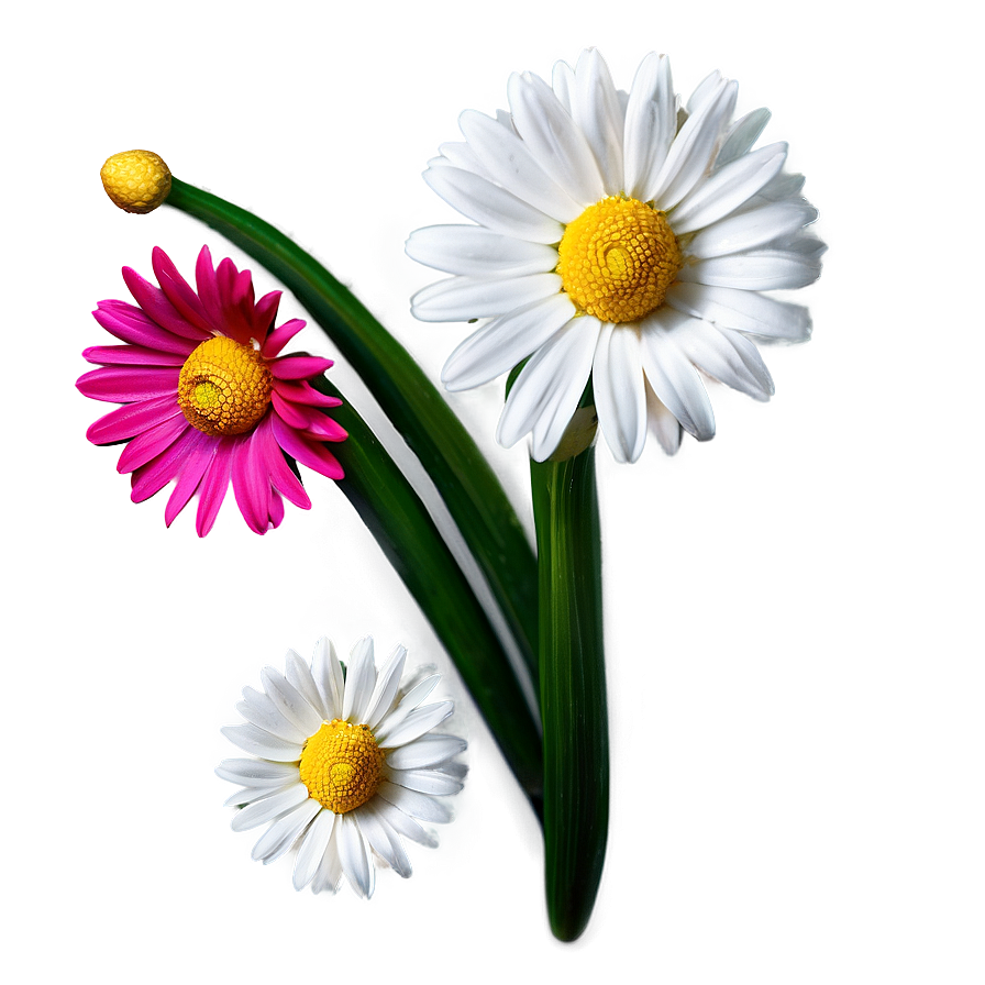 Daisy Decoration Png 86 PNG image