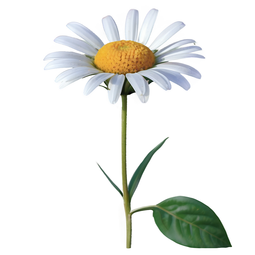 Daisy Delight Png Yci PNG image