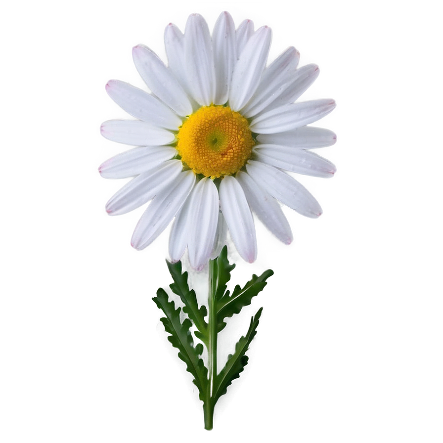 Daisy Design Png Kxf PNG image