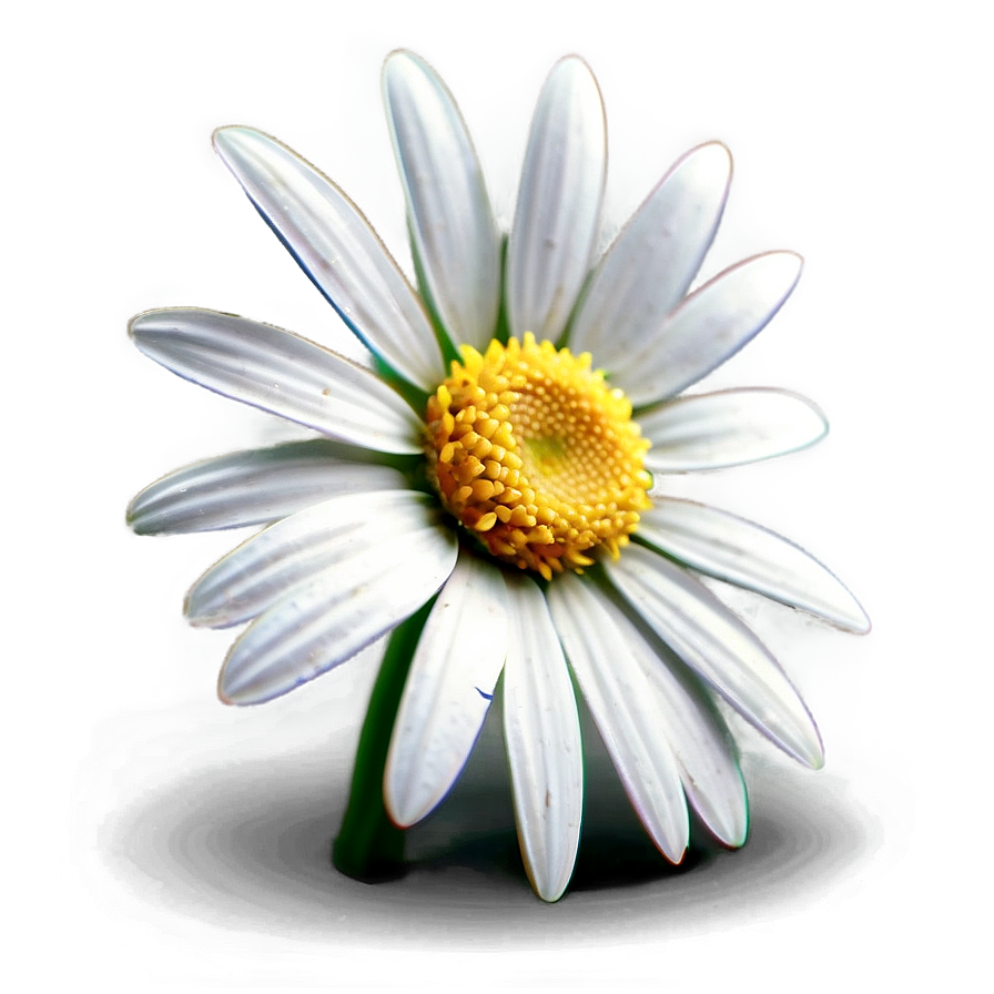 Daisy Detail Png Cmh18 PNG image