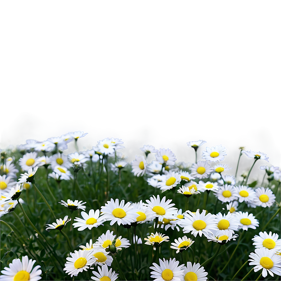 Daisy Field Png 13 PNG image