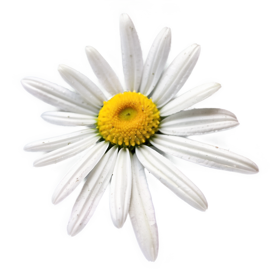 Daisy Field Png Wbm80 PNG image