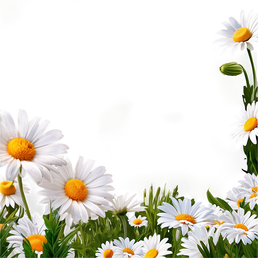 Daisy Flower Border Png 05252024 PNG image