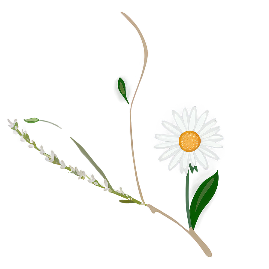 Daisy Flower Line Art Png 05252024 PNG image